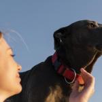 Imagen de archivo de una persona acariciando a un perro