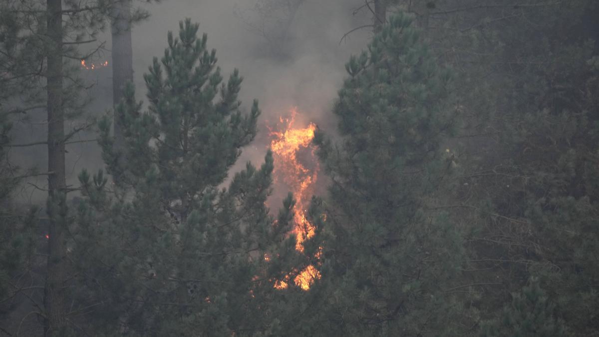 Árboles ardiendo en un incendio forestal