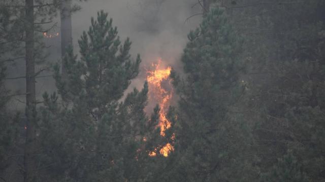 Árboles ardiendo en un incendio forestal