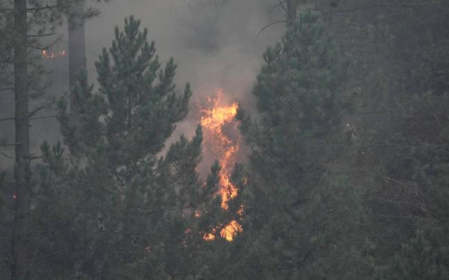 Árboles ardiendo en un incendio forestal