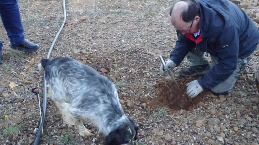 El truficultor desentierra la trufa señalada por superro.