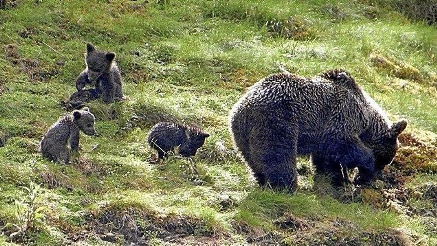 Una madre oso junto a sus oseznos, en un parque natural de Asturias.
