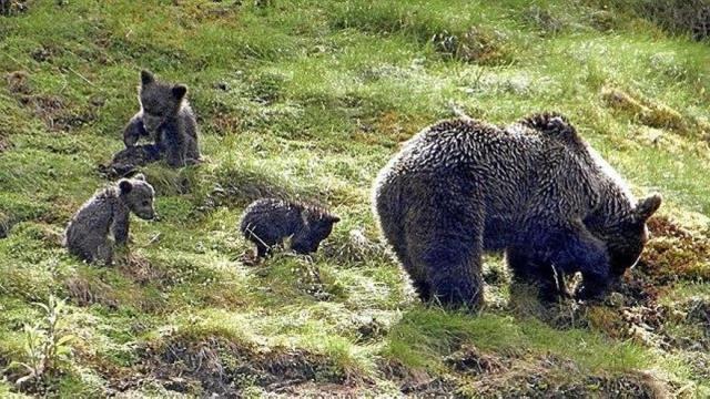 Una madre oso junto a sus oseznos, en un parque natural de Asturias.