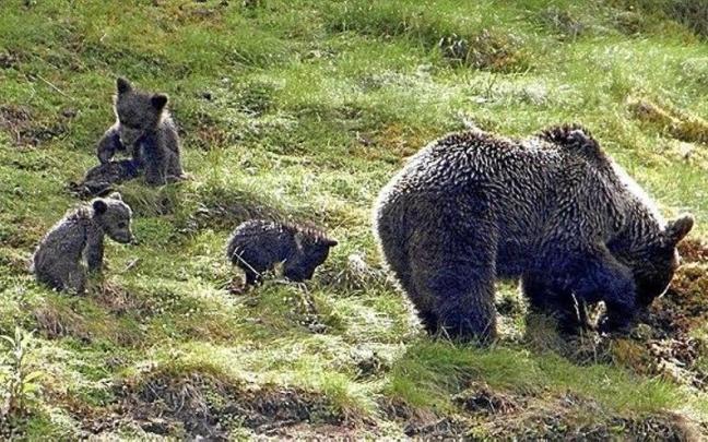 Una madre oso junto a sus oseznos, en un parque natural de Asturias.