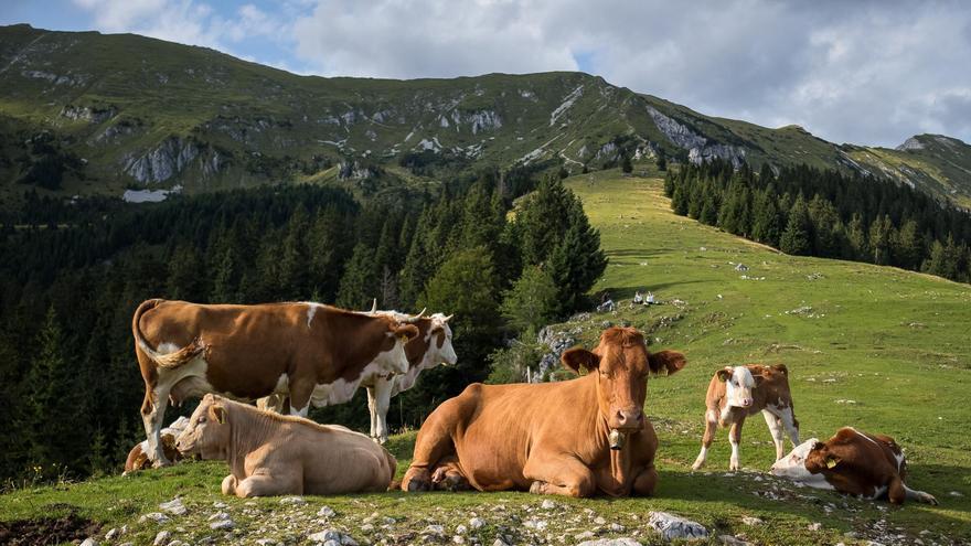 Múltiples vacas en una imagen de archivo.