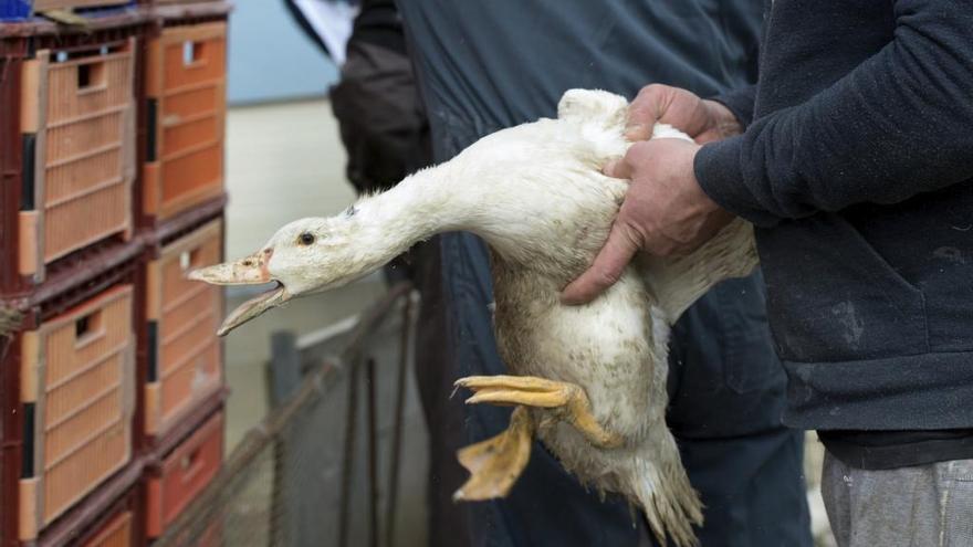 Un pato es sacrificado por el brote de gripe aviar