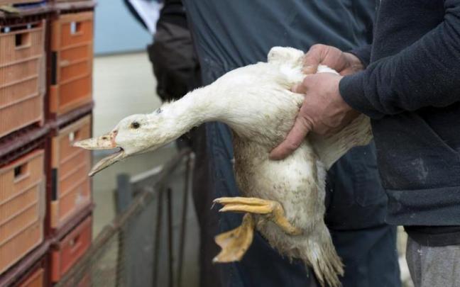 Un pato es sacrificado por el brote de gripe aviar / Afp Un pato es sacrificado por el brote de gripe aviar