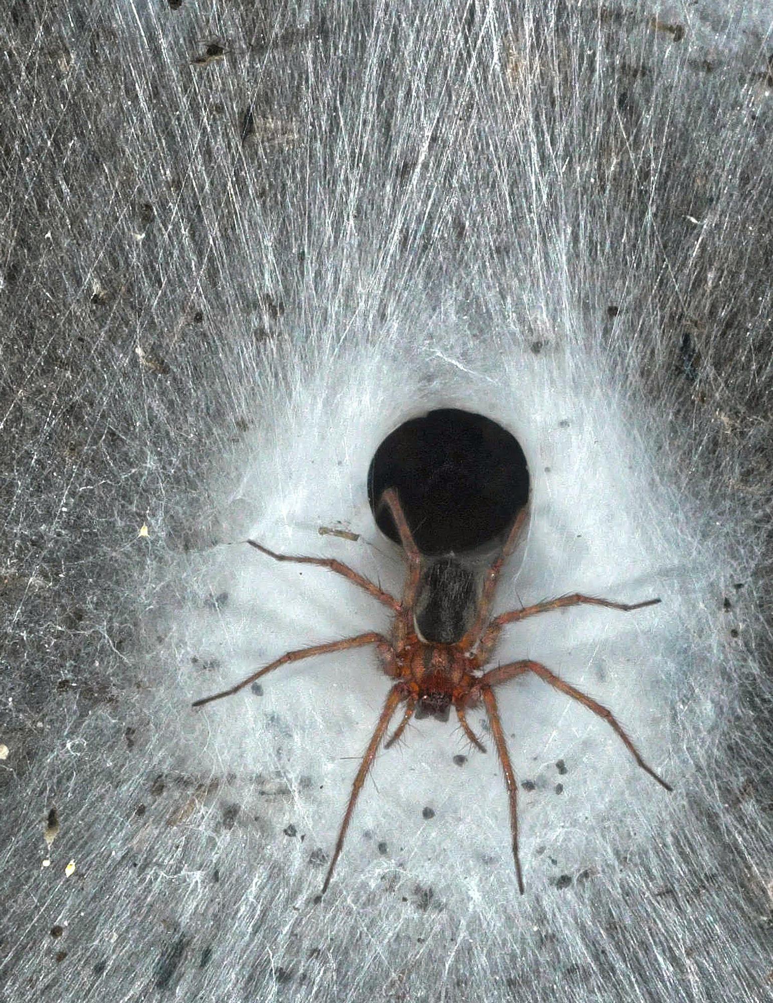 La colonia comprende unos 69.000 individuos de 'Tegenaria domestica' y más de 42.000 de 'Prinerigone vagans'