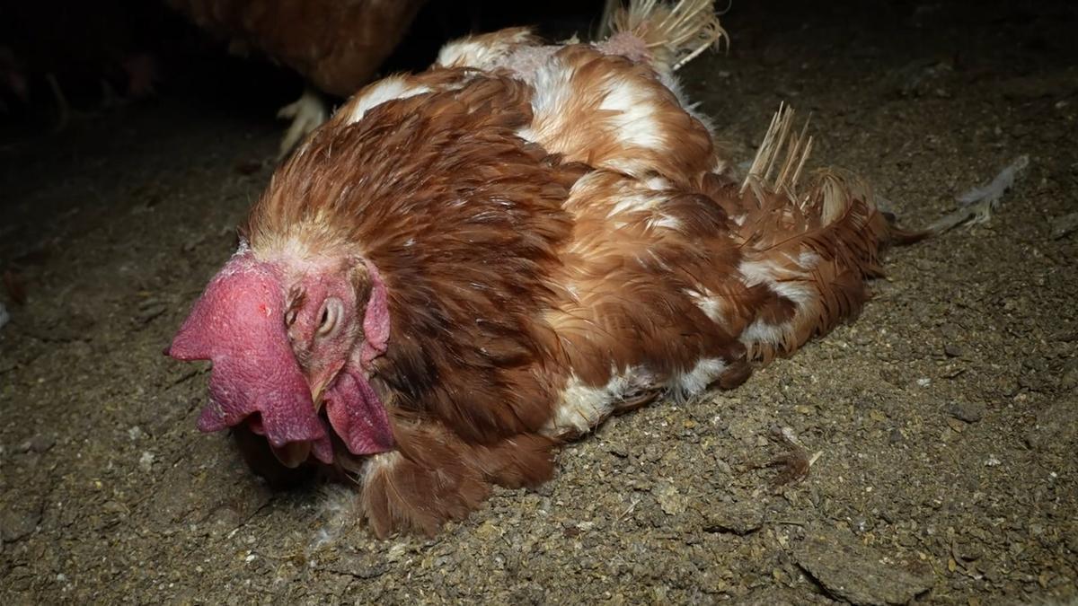 Ecologistas denuncian el grave estado de miles de gallinas en una granja de Mallorca.