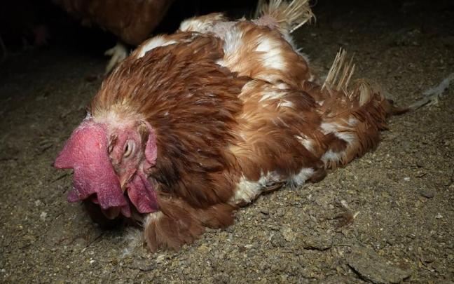 Ecologistas denuncian el grave estado de miles de gallinas en una granja de Mallorca. / ARDE Ecologistas denuncian el grave estado de miles de gallinas en una granja de Mallorca.