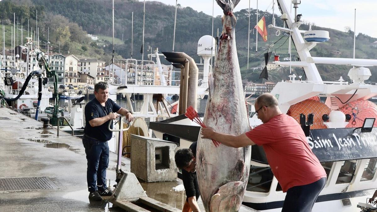 Descarga de espectaculares ejemplares de atún rojo en Pasaia.