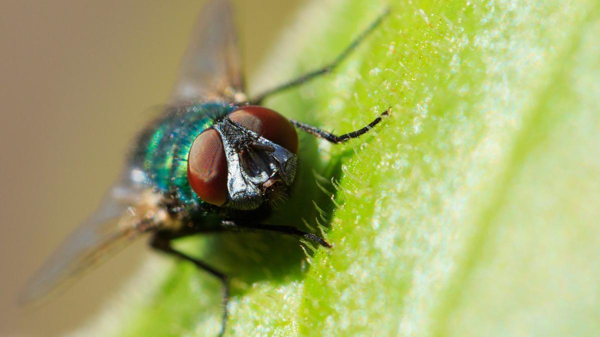 Una mosca verde, protagonista de muchas persecuciones en los hogares.
