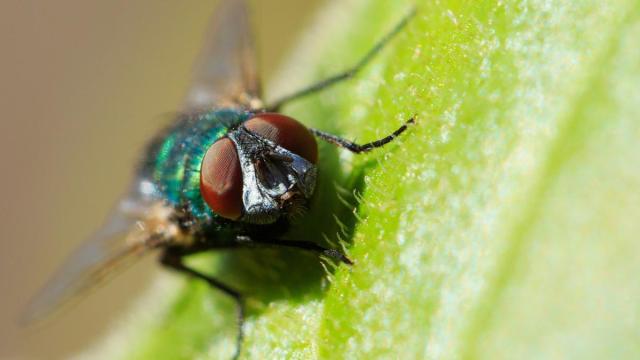 Una mosca verde, protagonista de muchas persecuciones en los hogares. / Freepik Una mosca verde, protagonista de muchas persecuciones en los hogares.