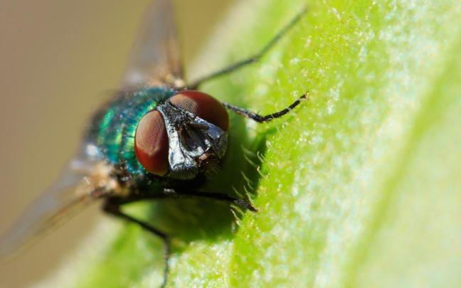Una mosca verde, protagonista de muchas persecuciones en los hogares.
