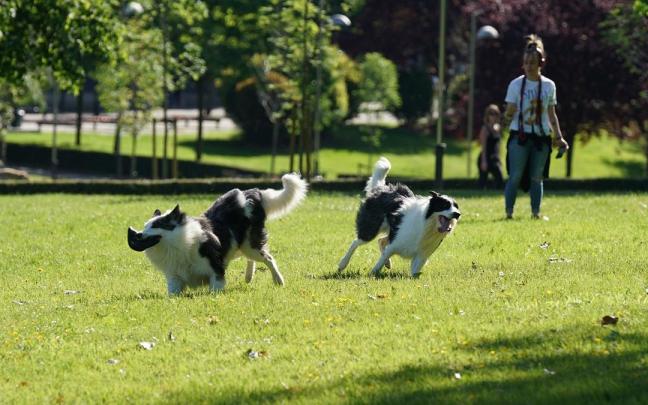 Dos perros juegan en un parque. Dos perros juegan en un parque.