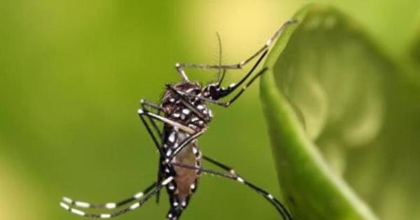 L’Italia ha individuato due casi di dengue non correlati a viaggi in aree dove la dengue è endemica