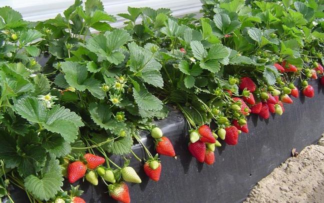 Cultivo de fresas en Huelva.