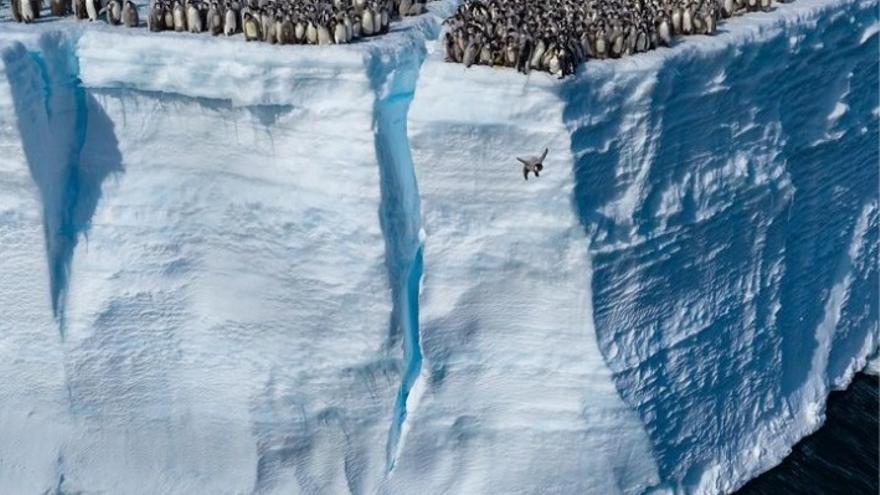 Un pingüino emperador, lanzándose desde un acantilado.