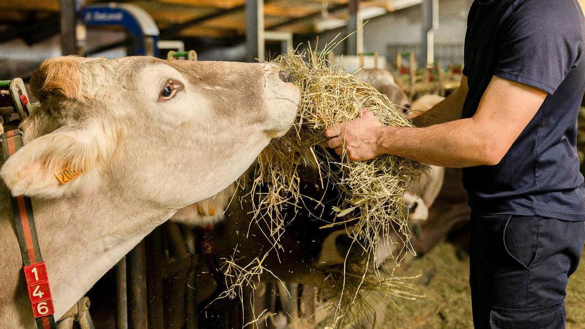 Las vacas de Pokopandegi se alimentan a base de forrajes secos, paja y cereales no transgénicos.