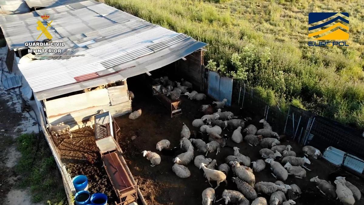 La Guardia Civil desmantela una red dedicada a comercialización ilegal de productos cárnicos