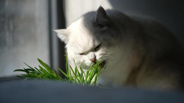 Un gato se acerca a un tiesto con hierba gatera para olerlo. / Freepik Un gato se acerca a un tiesto con hierba gatera para olerlo.