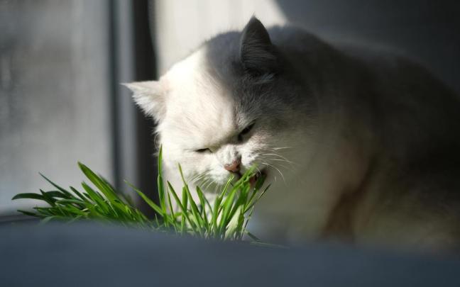 Un gato se acerca a un tiesto con hierba gatera para olerlo. / Freepik Un gato se acerca a un tiesto con hierba gatera para olerlo.