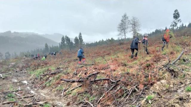 Plantación anterior en Berrekondo