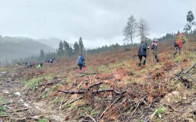 Plantación anterior en Berrekondo
