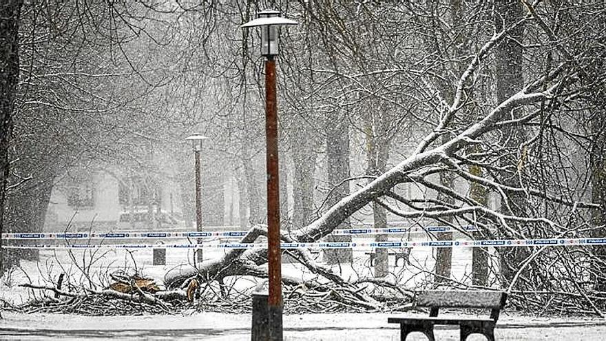 Rama de un árbol caída en un parque de la ciudad.