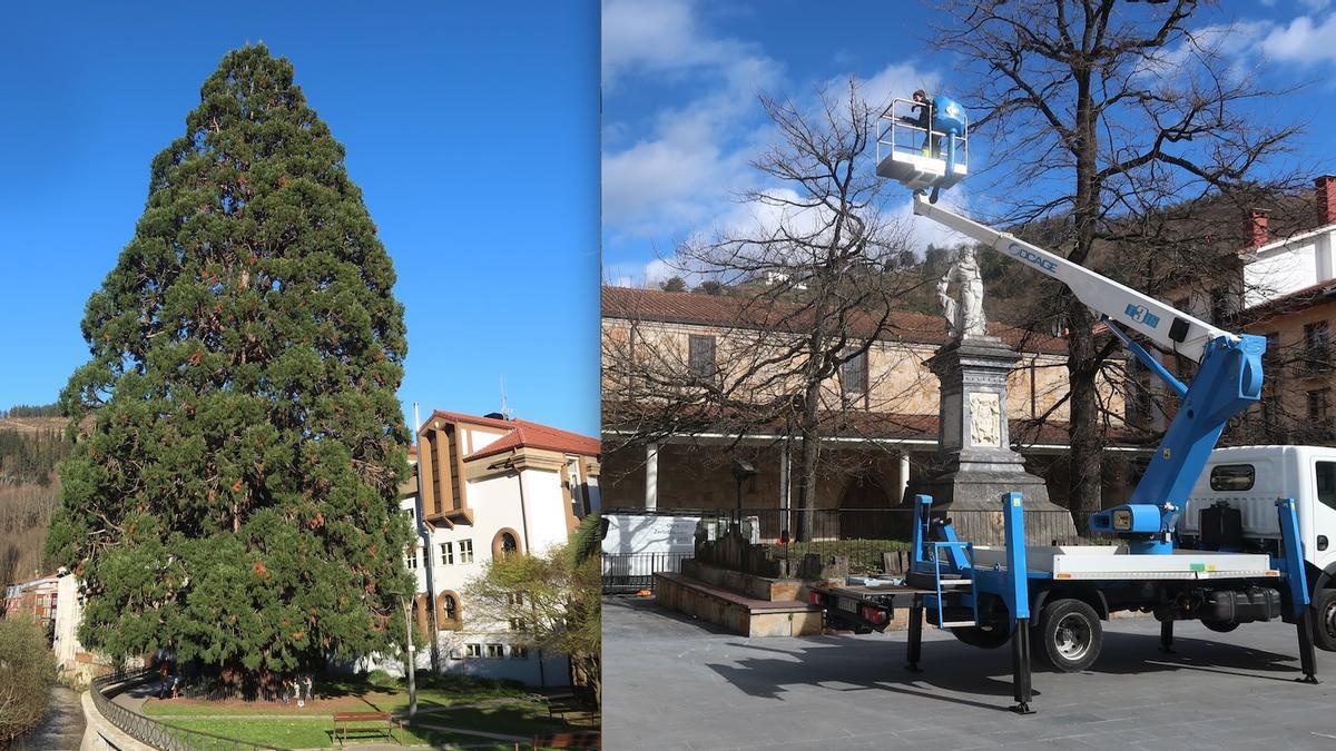 La secuoya de Zumarraga y los robles de la plaza de Urretxu