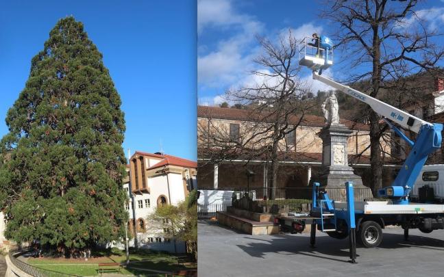 La secuoya de Zumarraga y los robles de la plaza de Urretxu