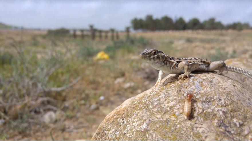 Lagarto (Acanthodactylus beershebensis), una de las especies elegidas en el marco del proyecto.