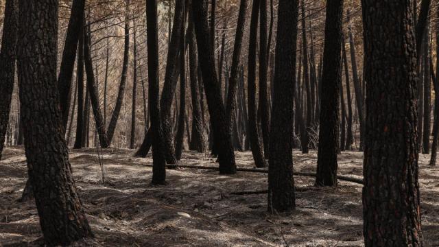 Terreno quemado en el incendio forestal de La Mierla
