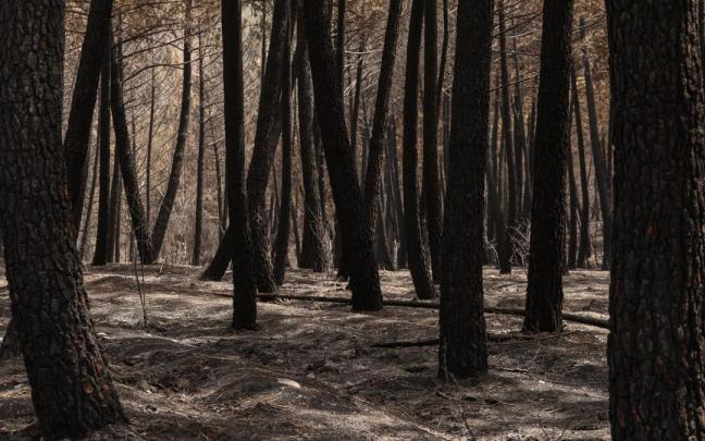Terreno quemado en el incendio forestal de La Mierla