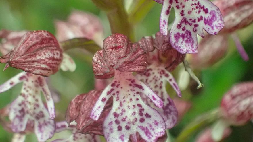 Captura de una Orchis purpurea que ganó en la categoría de menores de 14 años en el concurso de 2025 en Laudio