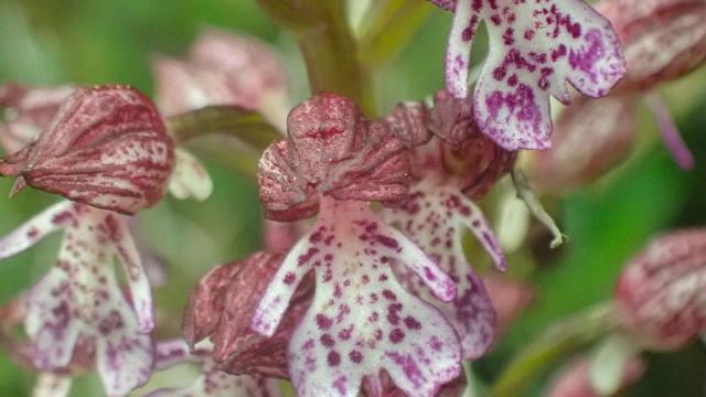 Captura de una Orchis purpurea que ganó en la categoría de menores de 14 años en el concurso de 2025 en Laudio