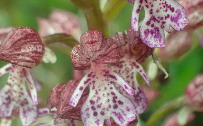 Captura de una Orchis purpurea que ganó en la categoría de menores de 14 años en el concurso de 2025 en Laudio