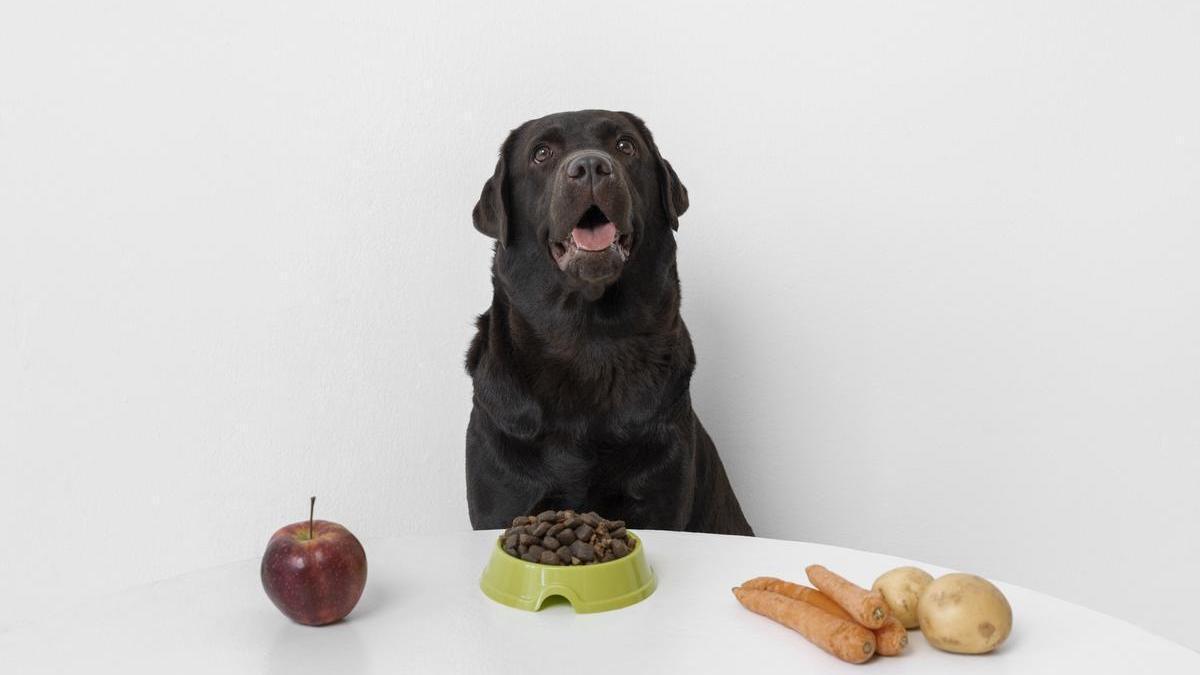 Perro con su cuenco de pienso y una manzana