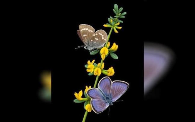 La mariposa Xerces Blue. La mariposa Xerces Blue.