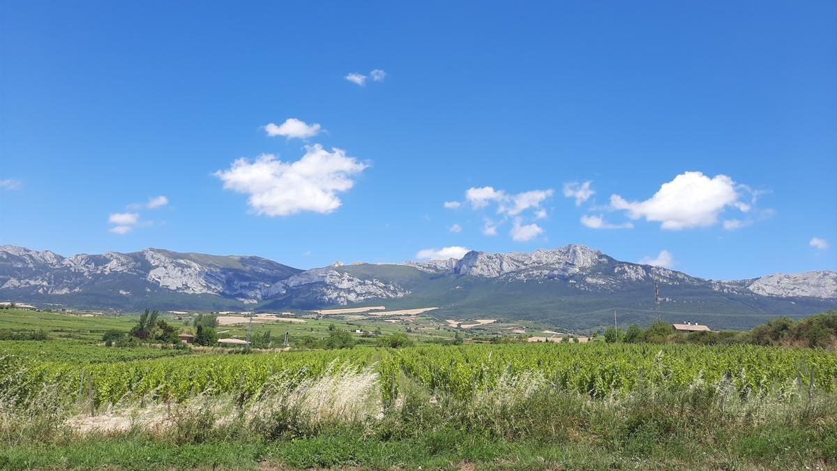 Foto de archivo de viñedos en Laguardia, en la Rioja Alavesa.