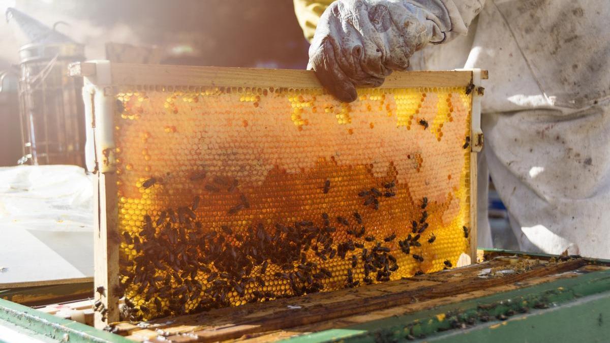 Abejas en una colmena de madera.
