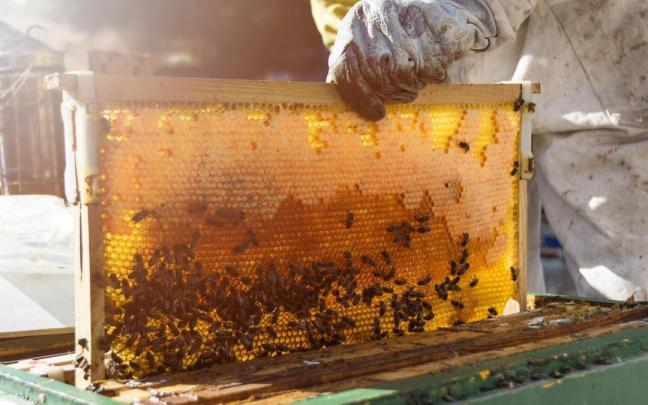 Abejas en una colmena de madera. Abejas en una colmena de madera.