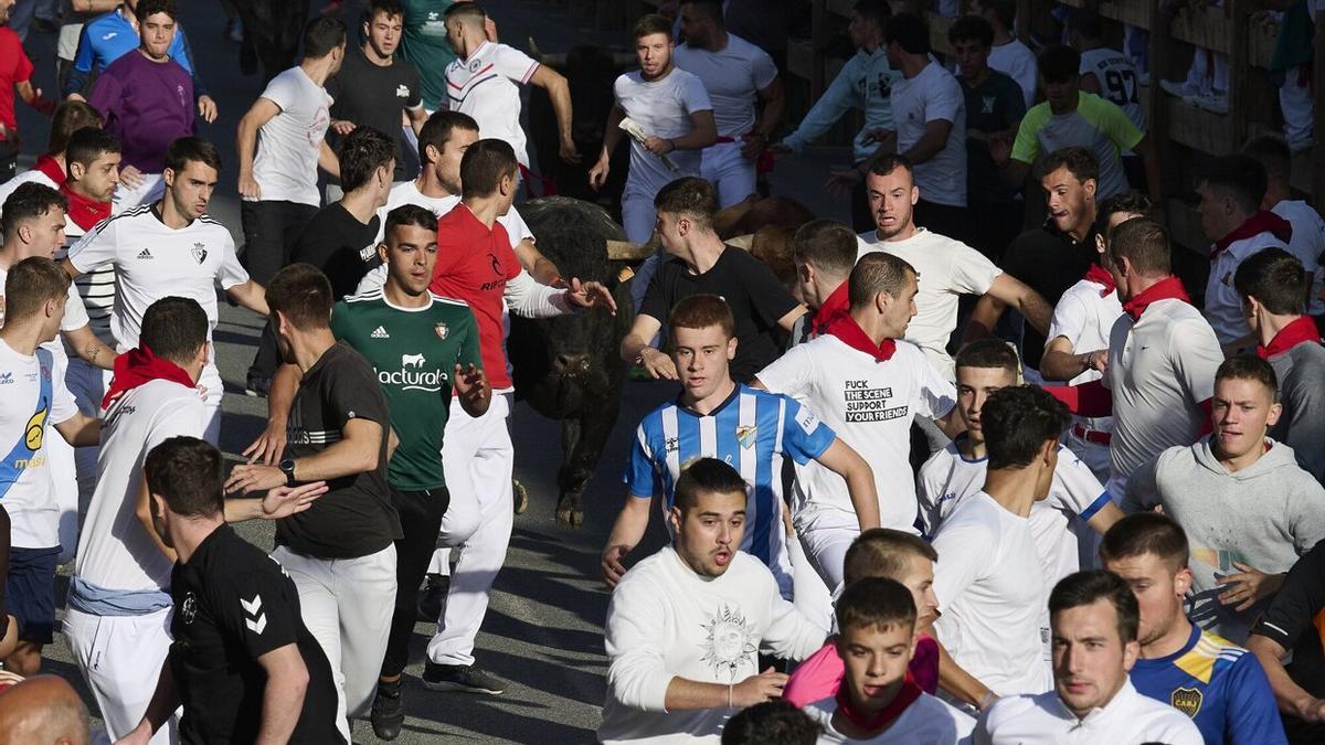 Decenas de mozos corren delante de la manada en Severino Fernández.