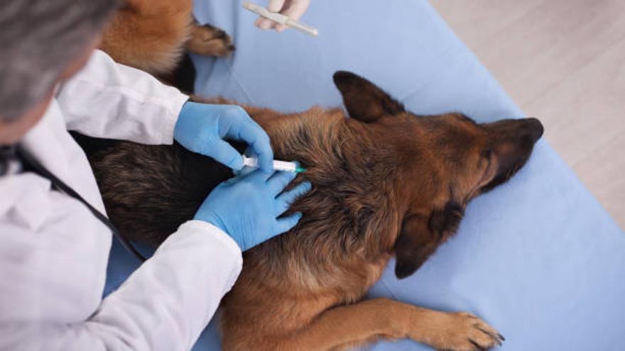 Un veterinario vacuna a un perro