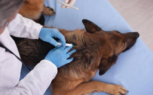 Un veterinario vacuna a un perro Un veterinario vacuna a un perro