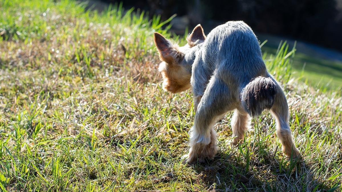 Imagen de archivo de un perro haciendo sus necesidades en una zona verde.