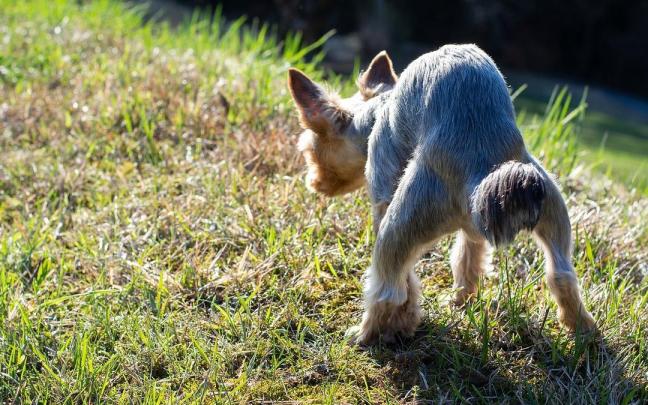 Imagen de archivo de un perro haciendo sus necesidades en una zona verde.