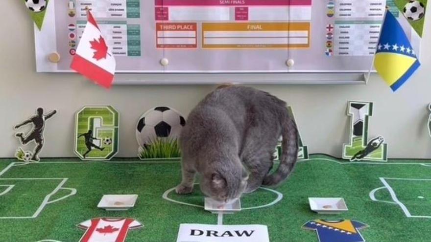 El felino, convertido en todo un fenómeno viral en Bélgica, suma un acierto y un error en su debut como oráculo mundialista.