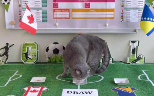 El felino, convertido en todo un fenómeno viral en Bélgica, suma un acierto y un error en su debut como oráculo mundialista.