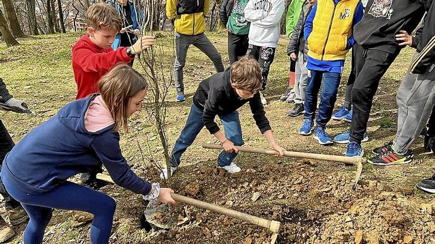 Estudiantes plantando los árboles en Sagastiguti. | FOTO: N.G.